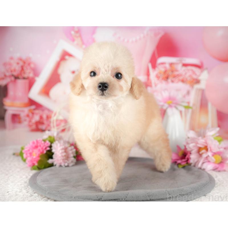 販売中の茨城県のタイニープードル-449444の3枚目