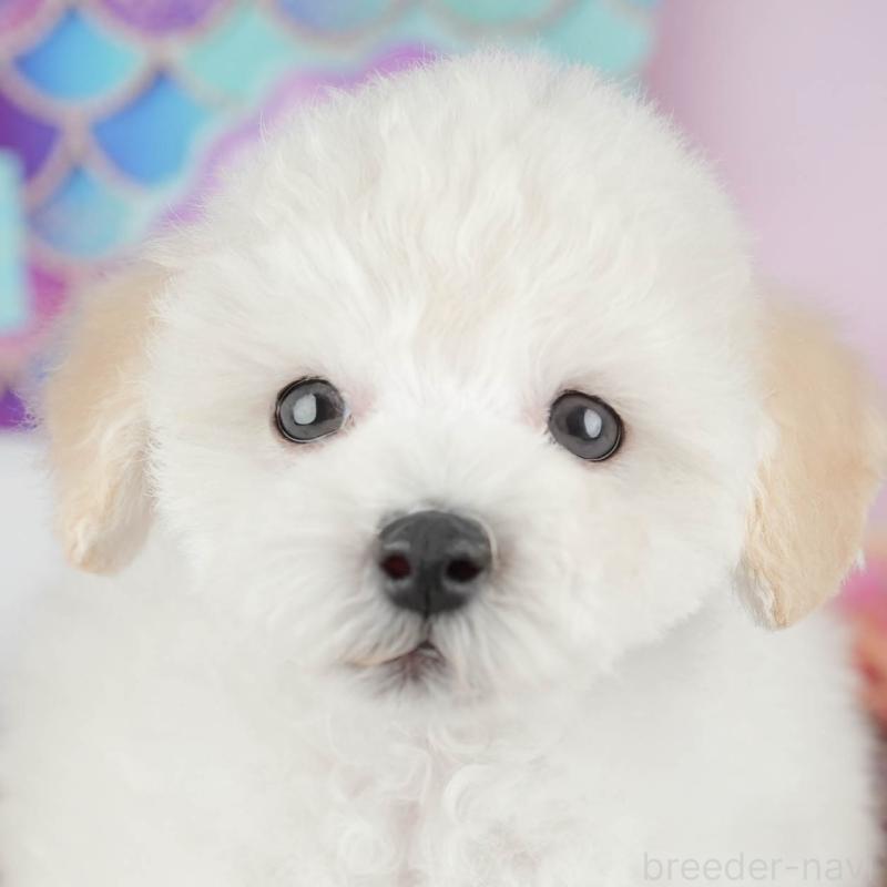 販売中の茨城県のタイニープードル-449598の1枚目