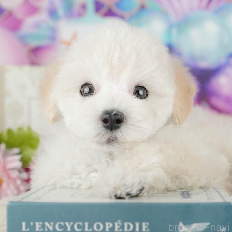 販売中の茨城県のタイニープードル-449598の9枚目