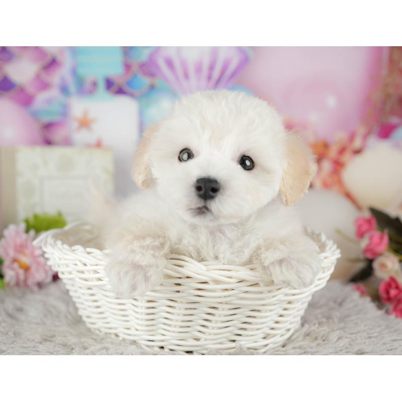 販売中の茨城県のタイニープードル-449598の8枚目