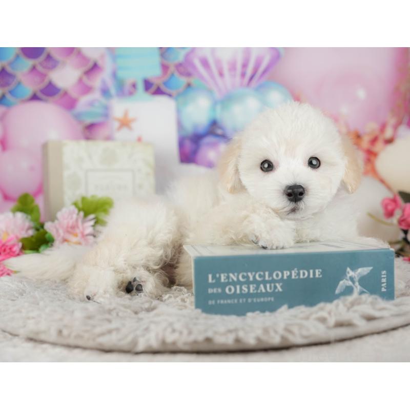 販売中の茨城県のタイニープードル-449598の3枚目