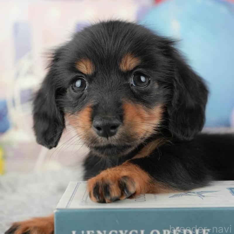 販売中の茨城県のカニンヘンダックスフンド(ロングヘアード)-449600の11枚目