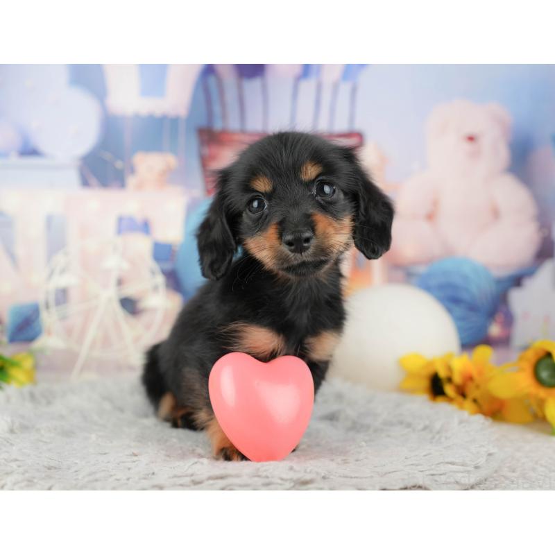 販売中の茨城県のカニンヘンダックスフンド(ロングヘアード)-449600の6枚目