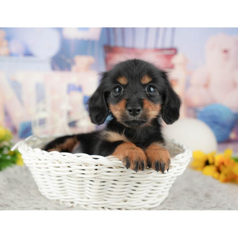 販売中の茨城県のカニンヘンダックスフンド(ロングヘアード)-449600の5枚目