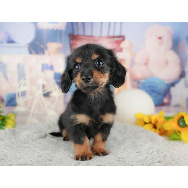 販売中の茨城県のカニンヘンダックスフンド(ロングヘアード)-449600の4枚目