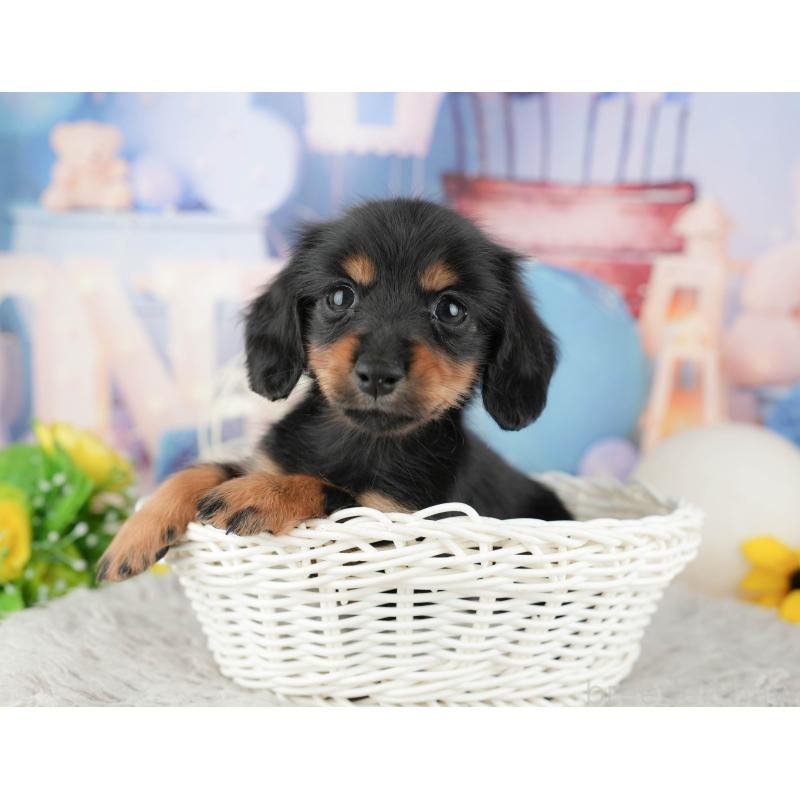 販売中の茨城県のカニンヘンダックスフンド(ロングヘアード)-449600の3枚目