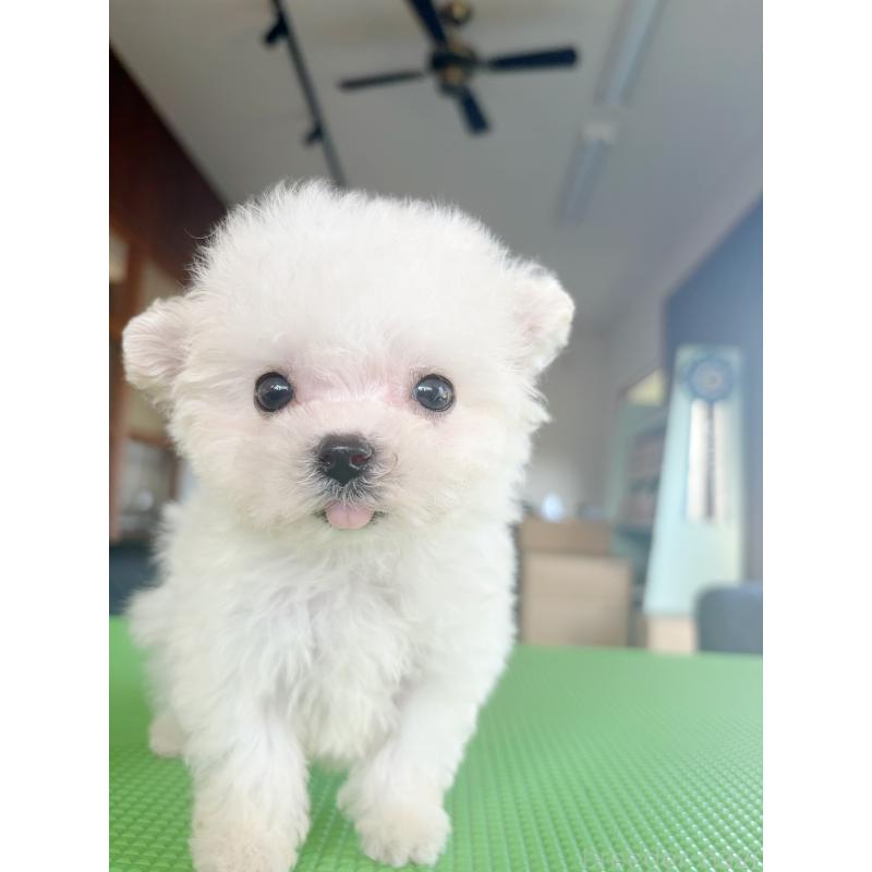 販売中の熊本県のビションフリーゼ-449391の3枚目