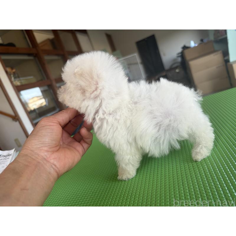 販売中の熊本県のビションフリーゼ-449391の2枚目