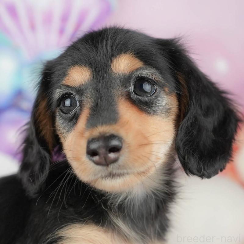 販売中の茨城県のカニンヘンダックスフンド(ロングヘアード)-449602の1枚目