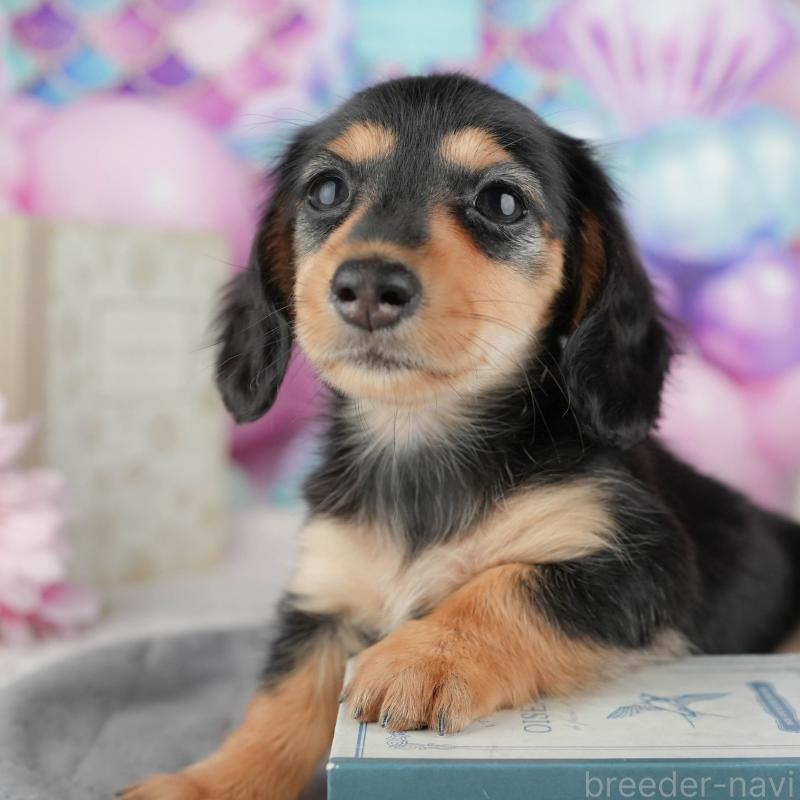 販売中の茨城県のカニンヘンダックスフンド(ロングヘアード)-449602の10枚目