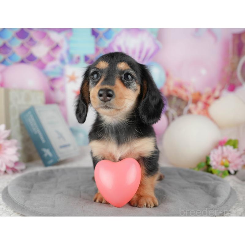 販売中の茨城県のカニンヘンダックスフンド(ロングヘアード)-449602の8枚目