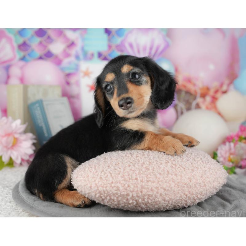 販売中の茨城県のカニンヘンダックスフンド(ロングヘアード)-449602の5枚目