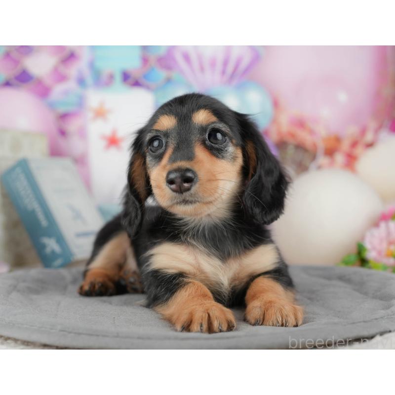 販売中の茨城県のカニンヘンダックスフンド(ロングヘアード)-449602の4枚目