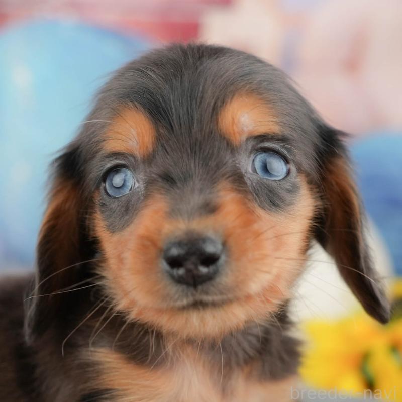 販売中の茨城県のミニチュアダックスフンド(ロングヘアード)-449595