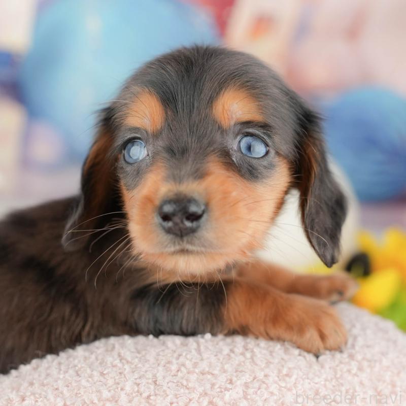 販売中の茨城県のミニチュアダックスフンド(ロングヘアード)-449595の11枚目
