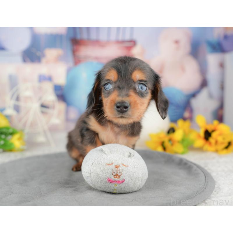 販売中の茨城県のミニチュアダックスフンド(ロングヘアード)-449595の10枚目