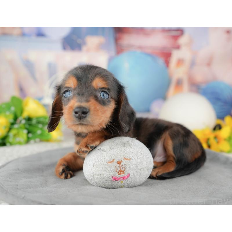 販売中の茨城県のミニチュアダックスフンド(ロングヘアード)-449595の9枚目