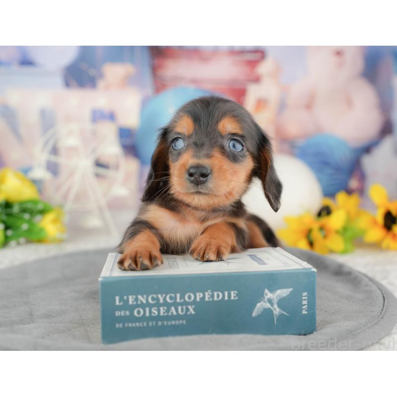 販売中の茨城県のミニチュアダックスフンド(ロングヘアード)-449595の8枚目