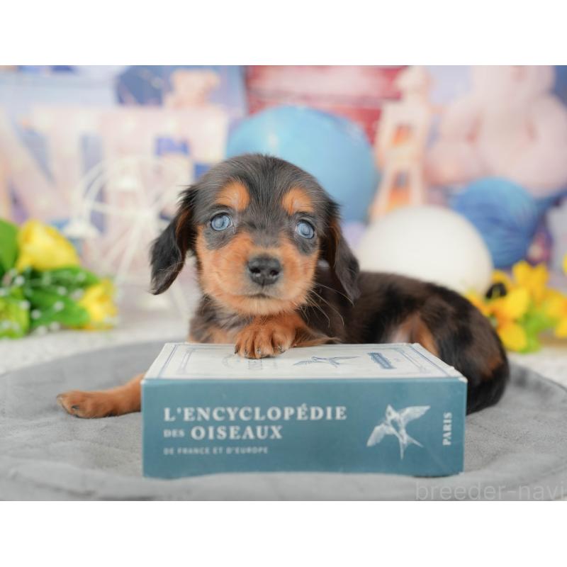 販売中の茨城県のミニチュアダックスフンド(ロングヘアード)-449595の7枚目