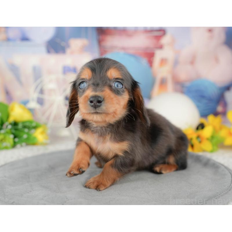 販売中の茨城県のミニチュアダックスフンド(ロングヘアード)-449595の5枚目