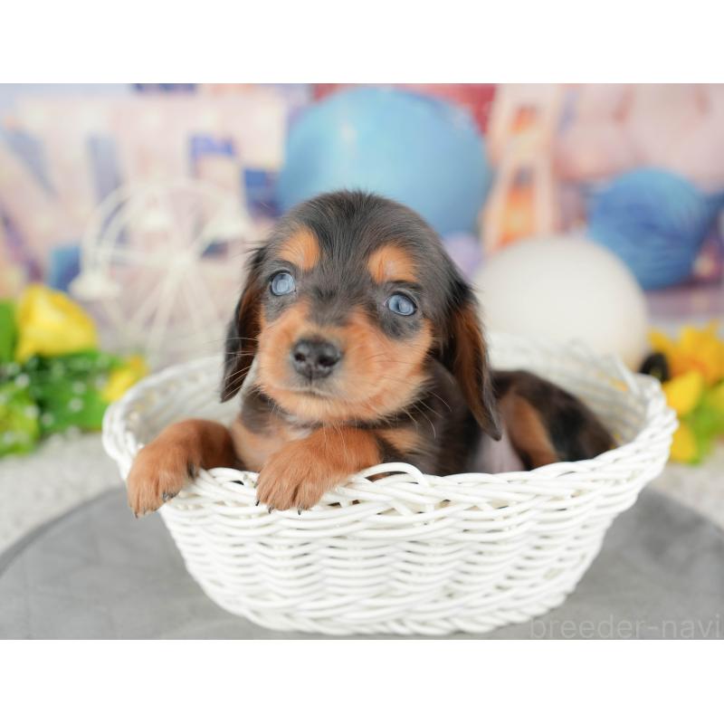 販売中の茨城県のミニチュアダックスフンド(ロングヘアード)-449595の4枚目