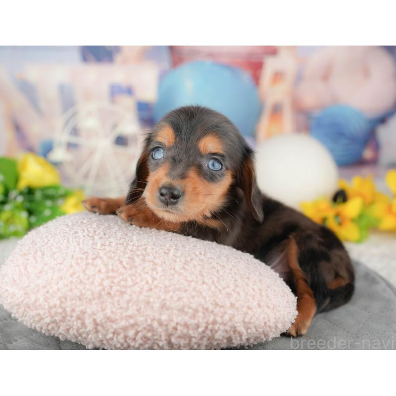 販売中の茨城県のミニチュアダックスフンド(ロングヘアード)-449595の3枚目