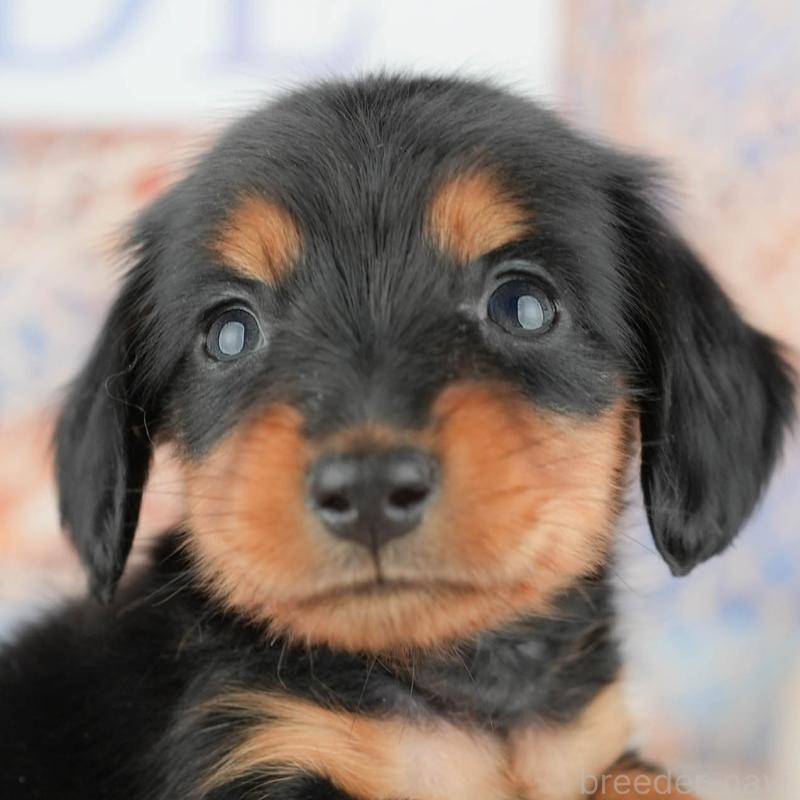 販売中の茨城県のミニチュアダックスフンド(ロングヘアード)-449592