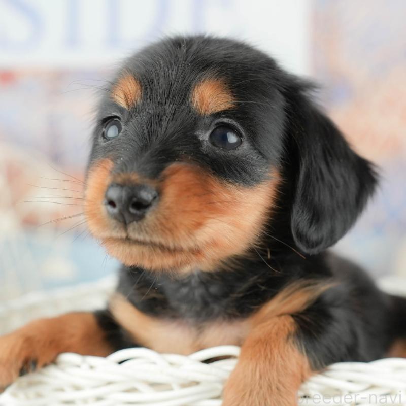 販売中の茨城県のミニチュアダックスフンド(ロングヘアード)-449592の10枚目