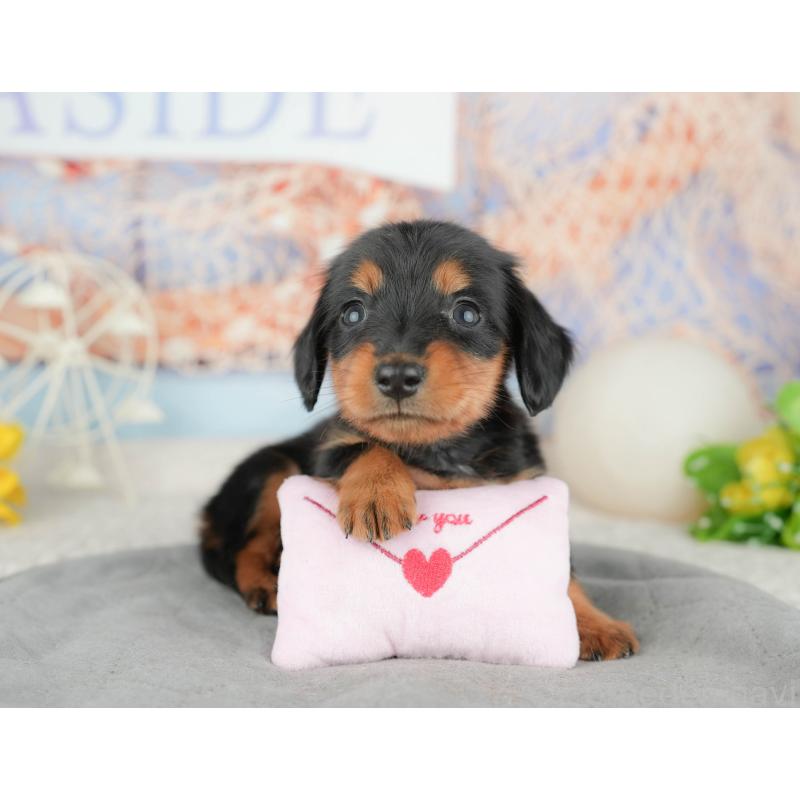 販売中の茨城県のミニチュアダックスフンド(ロングヘアード)-449592の8枚目