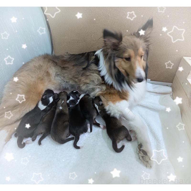 販売中の岐阜県のシェットランドシープドッグ(シェルティ)-449393の1枚目