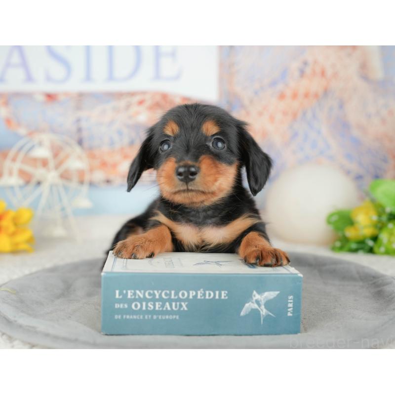 販売中の茨城県のミニチュアダックスフンド(ロングヘアード)-449592の5枚目