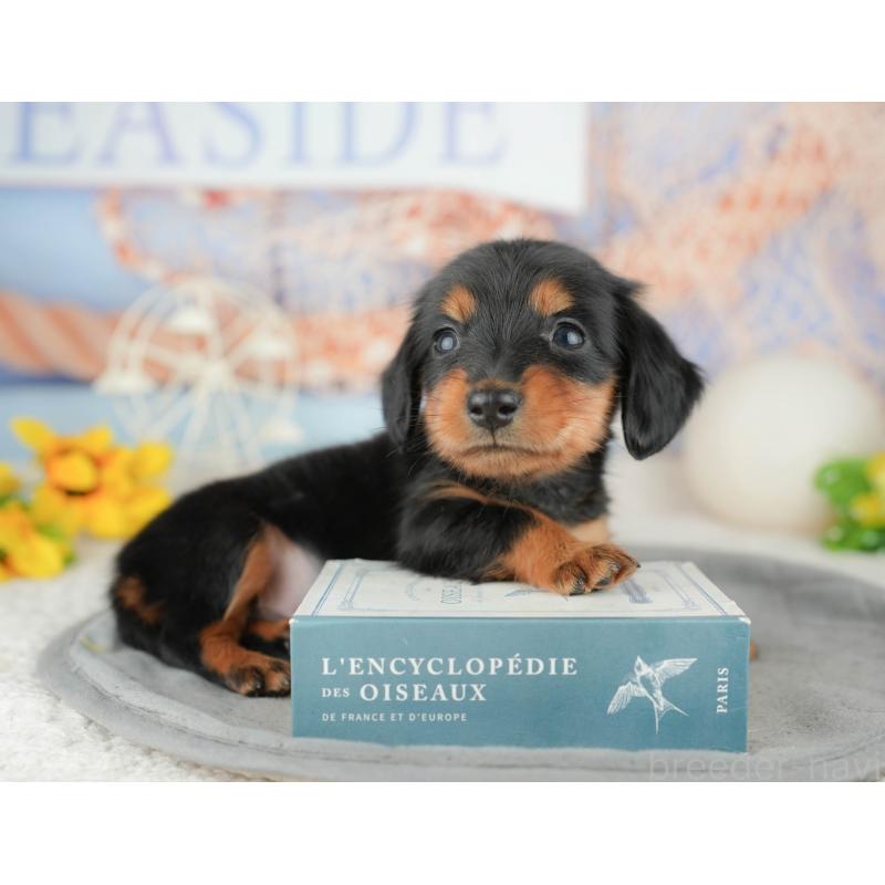 販売中の茨城県のミニチュアダックスフンド(ロングヘアード)-449592の4枚目