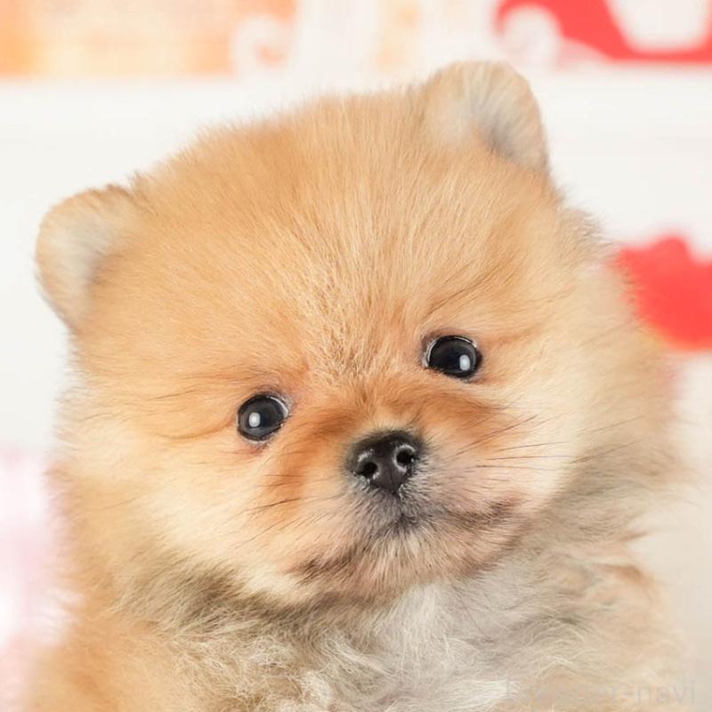 販売中の茨城県のポメラニアン-449588の1枚目