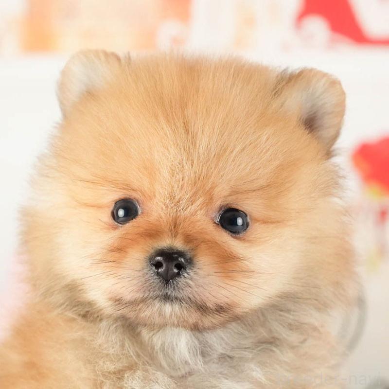 販売中の茨城県のポメラニアン-449588の8枚目