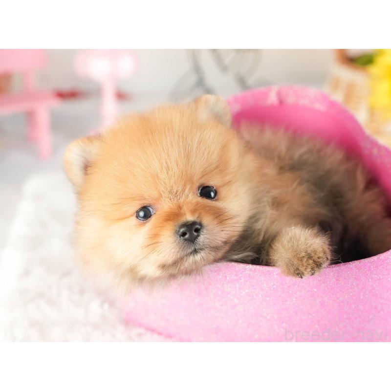 販売中の茨城県のポメラニアン-449588の7枚目