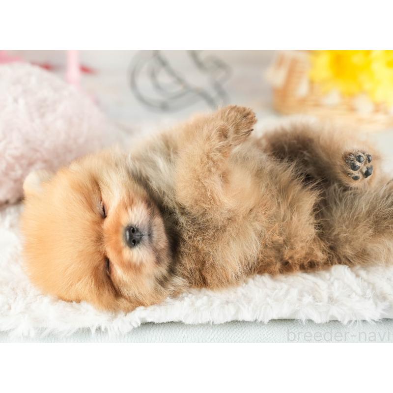 販売中の茨城県のポメラニアン-449588の6枚目