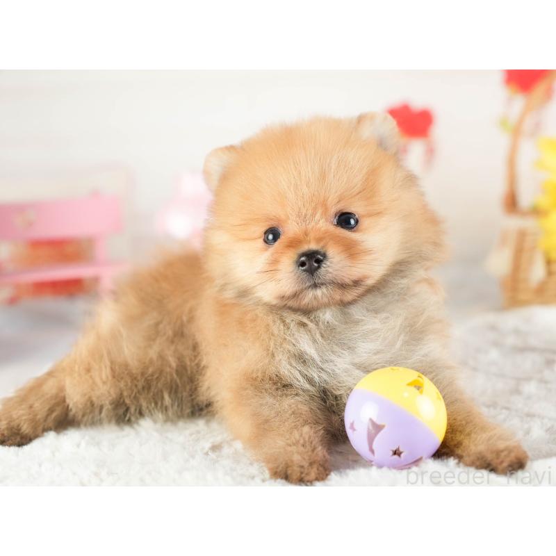 販売中の茨城県のポメラニアン-449588の5枚目