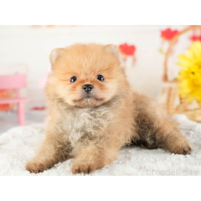 販売中の茨城県のポメラニアン-449588の3枚目