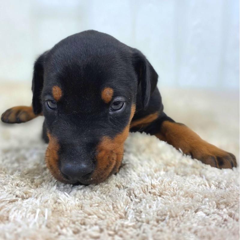 販売中の茨城県のドーベルマン-449392の8枚目