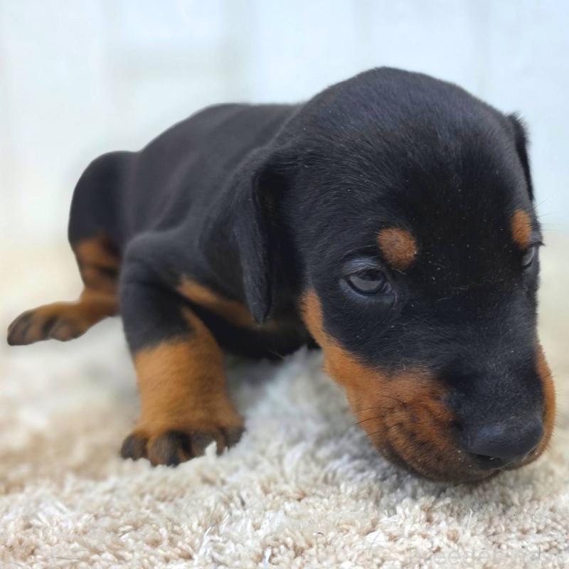 販売中の茨城県のドーベルマン-449392の7枚目