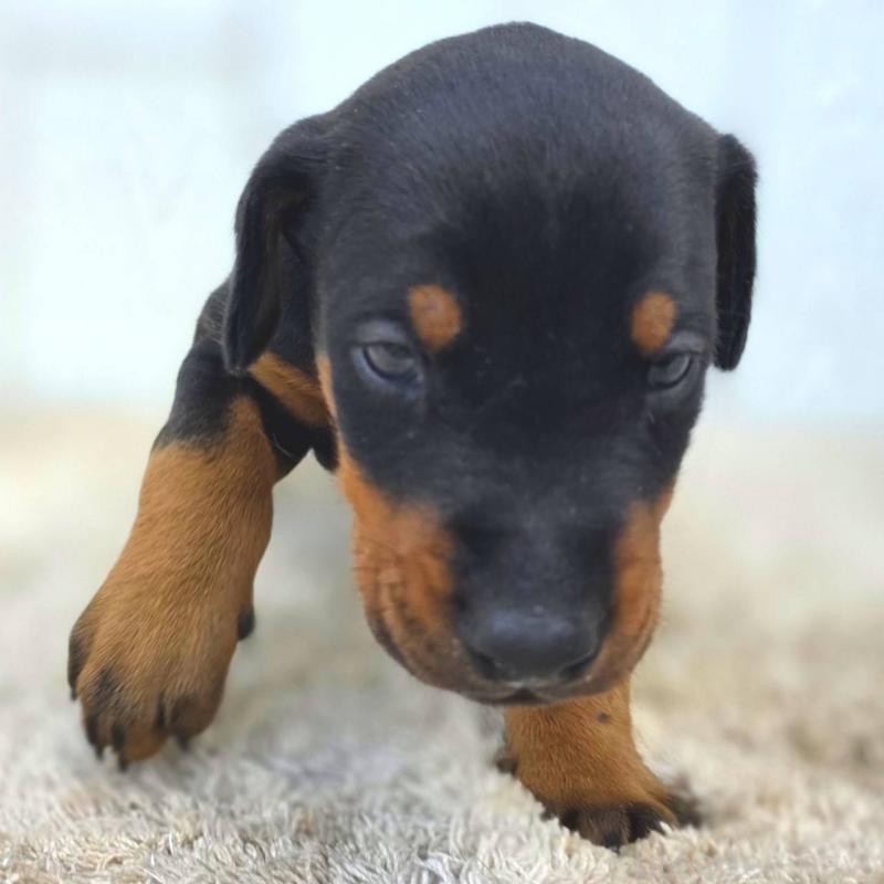 販売中の茨城県のドーベルマン-449392の6枚目