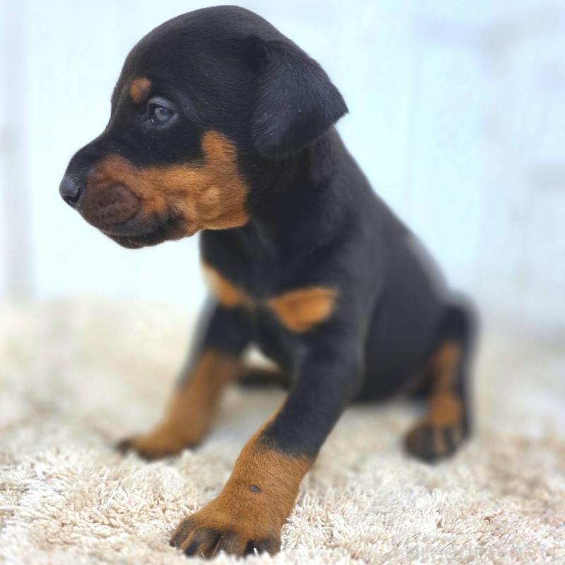 販売中の茨城県のドーベルマン-449392の5枚目