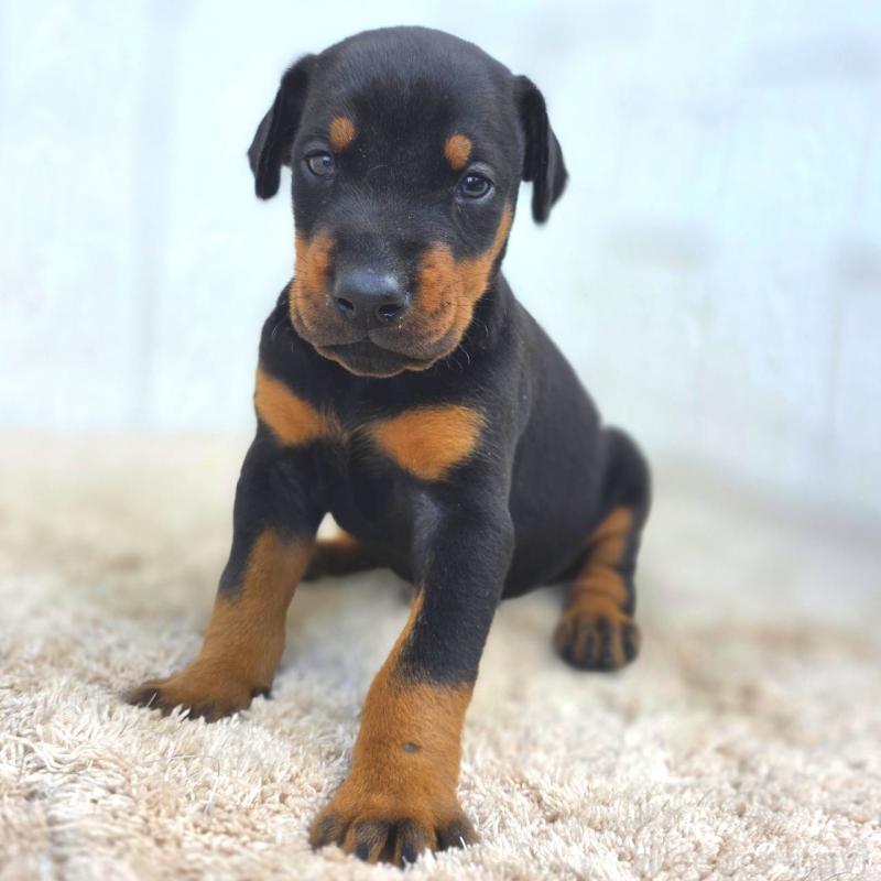 販売中の茨城県のドーベルマン-449392の4枚目