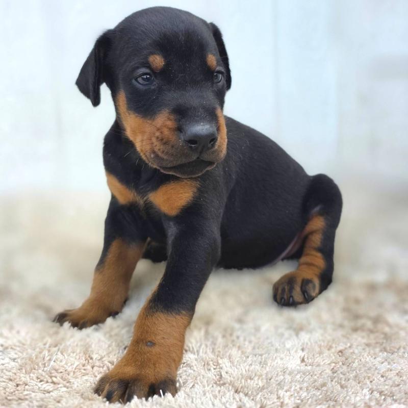 販売中の茨城県のドーベルマン-449392の3枚目