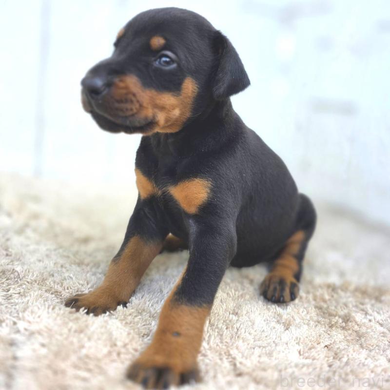 販売中の茨城県のドーベルマン-449392の2枚目