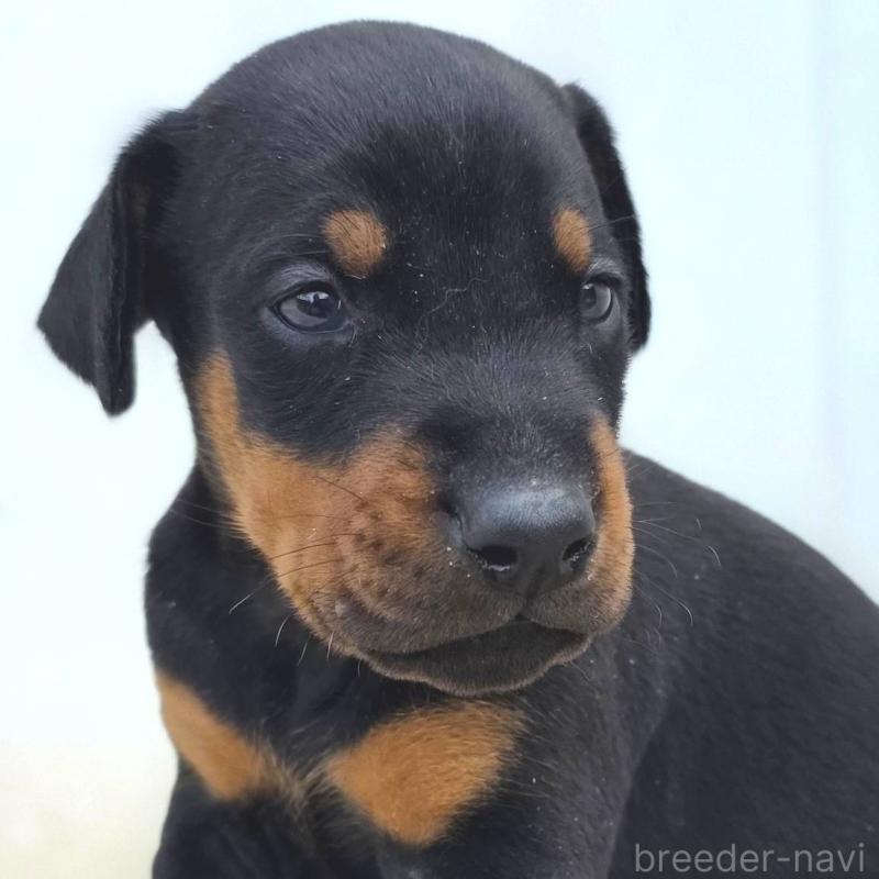 販売中の茨城県のドーベルマン-449392の1枚目