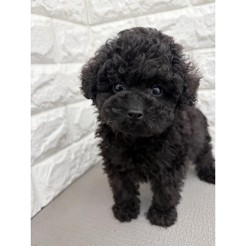 販売中の熊本県のティーカッププードル-449394の1枚目