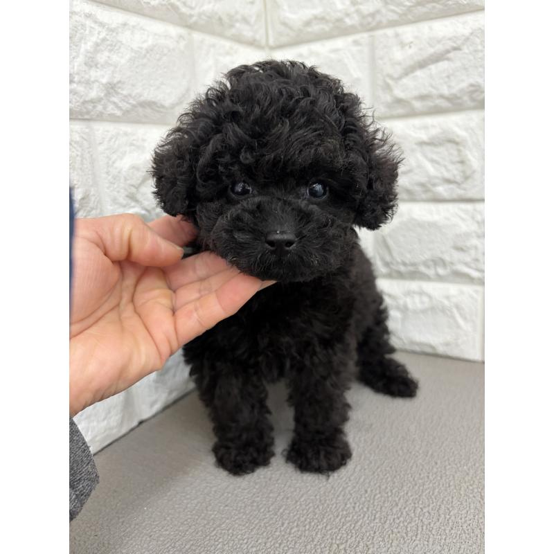 販売中の熊本県のティーカッププードル-449394の3枚目