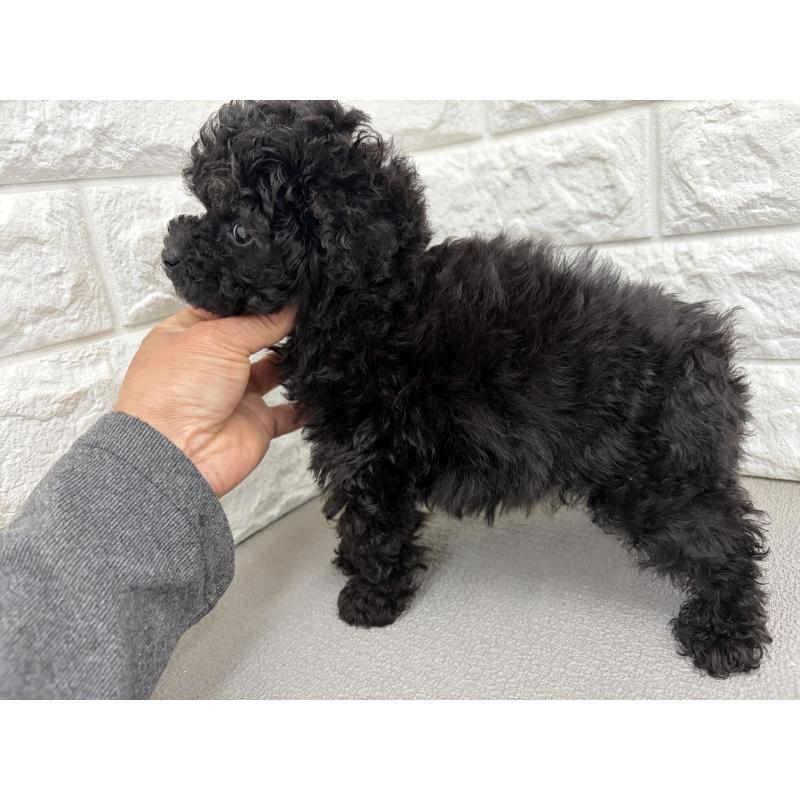 販売中の熊本県のティーカッププードル-449394の2枚目