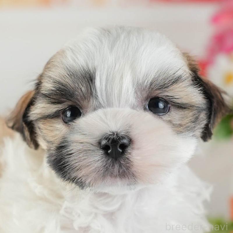 販売中の茨城県のマルシーズー:マルチーズ×シーズー-449582